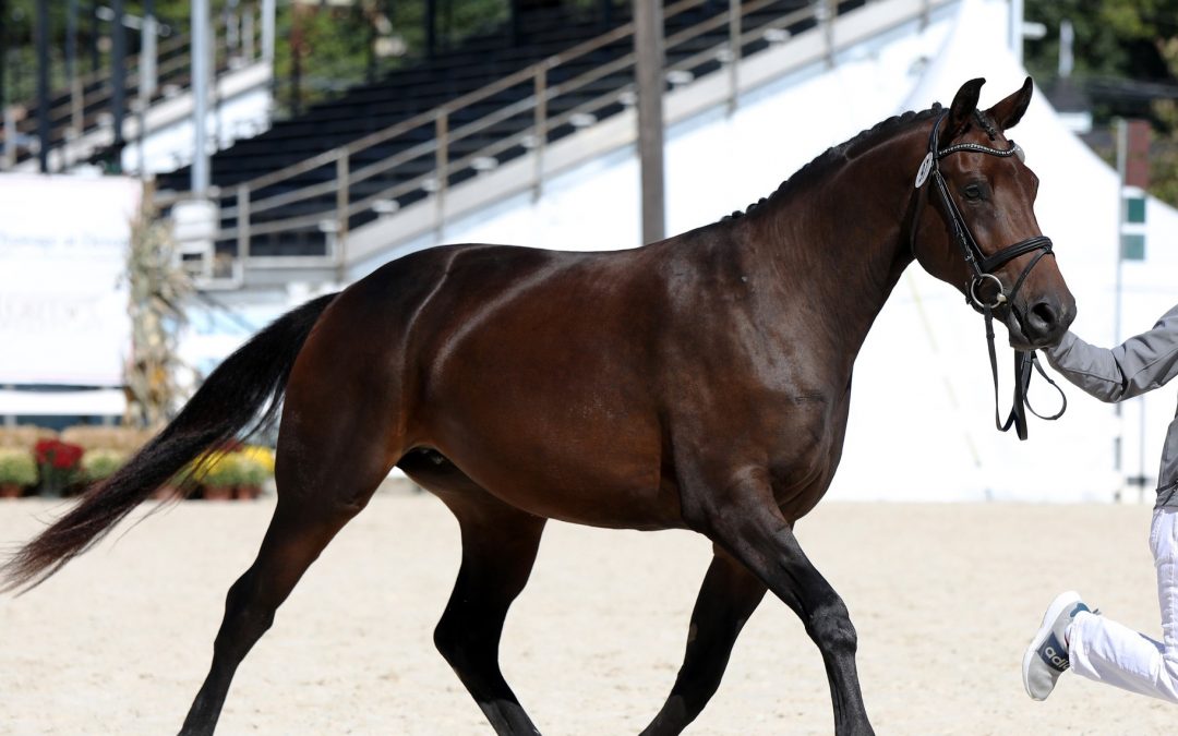 Peyton HTF (Kjento-Royal Prince)
