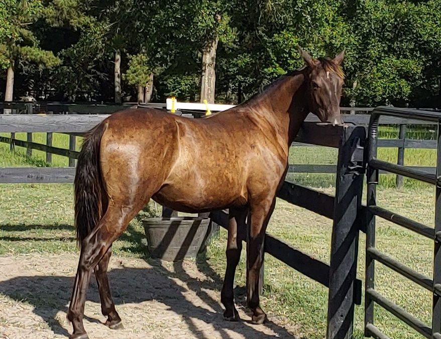 Captain John (C Olivo x Lady Shiraz)