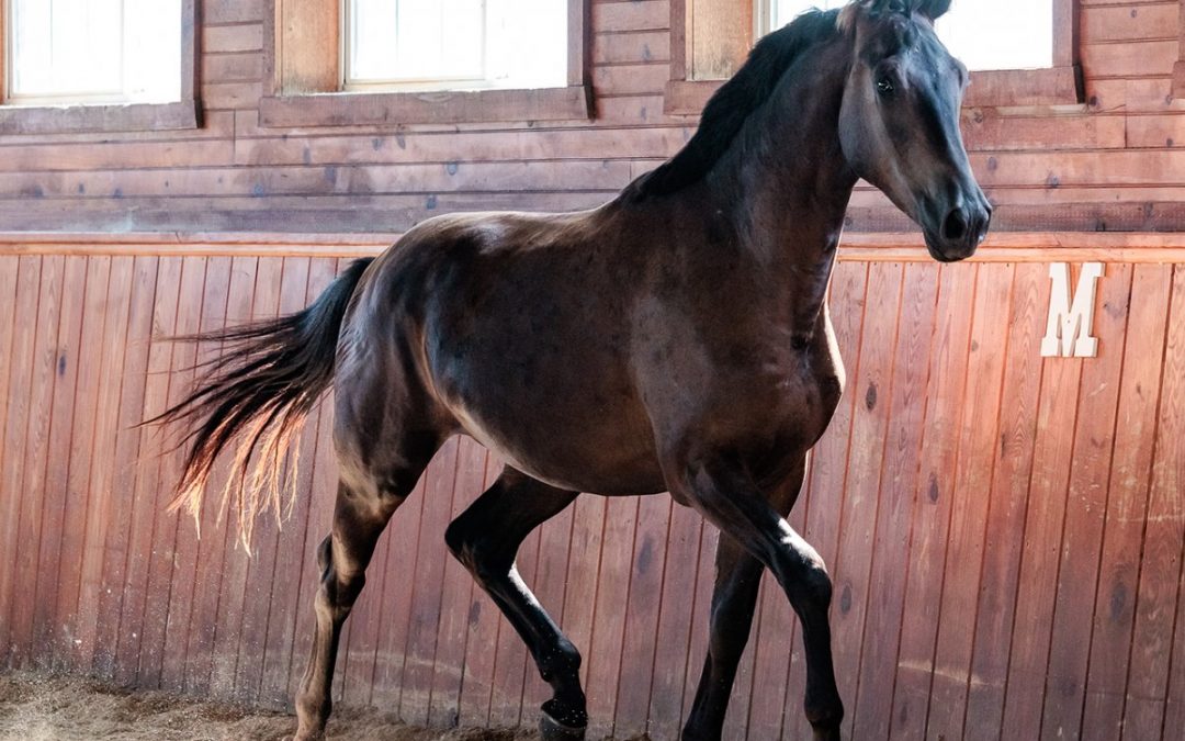 Harvest Moon (Harvest-Jazz Time)