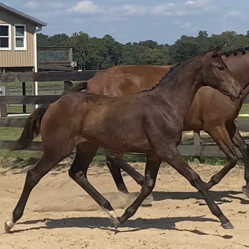 Satori ESH Hilltop Farm, Inc.