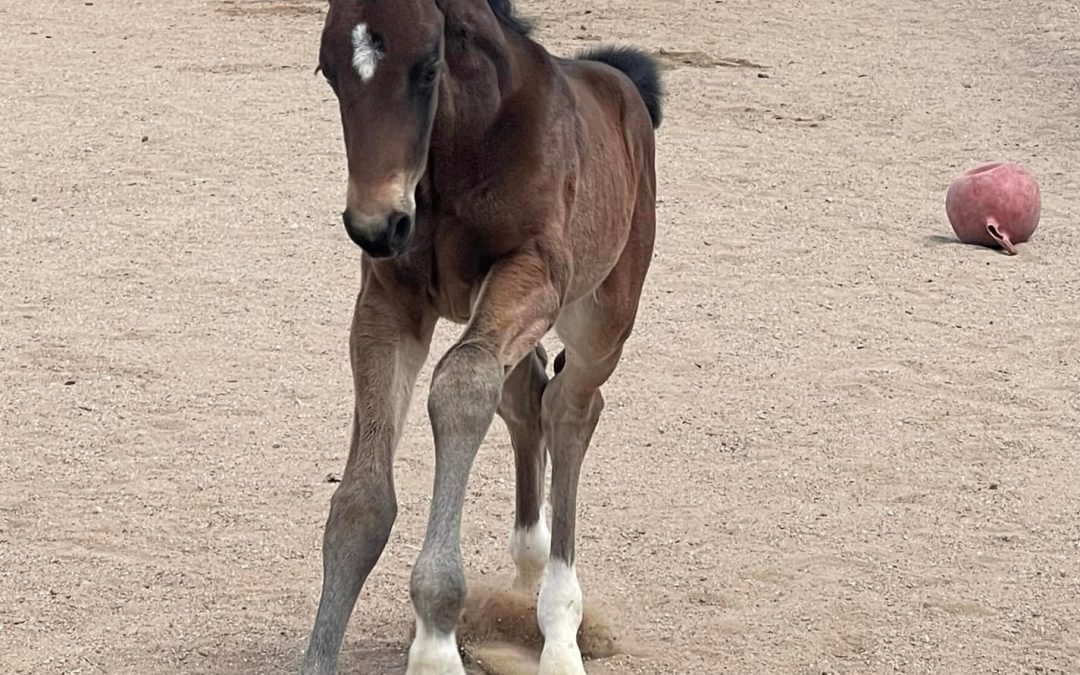’22 Colt (Louisville-Totilas)