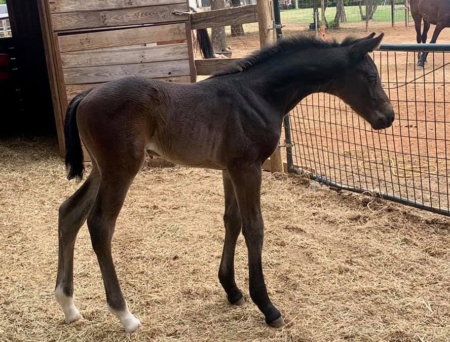 Radiantti (Louisville – Pandorra)