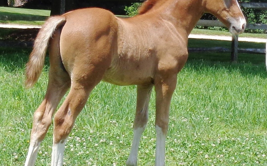 Khrome (Negro-Torador)