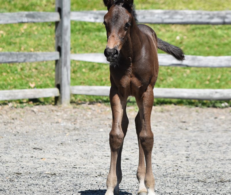 Nuance HTF (Negro-Royal Prince)