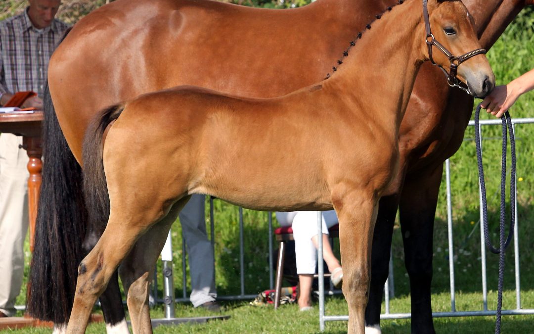 Habanera HWS (Olivi-Jetset D)