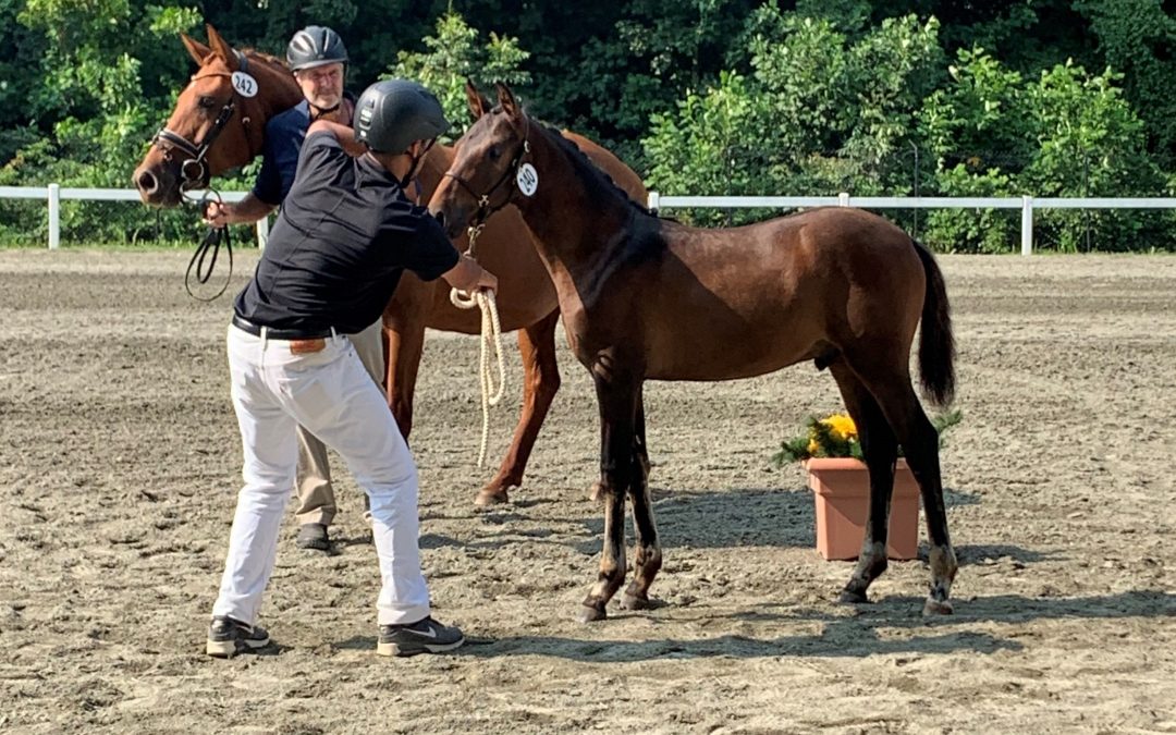 Pegasus PVF (Popeye-LA Baltic Sun)