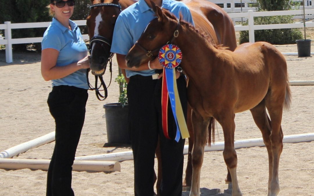 Qassius (Qredit-Budweiser)