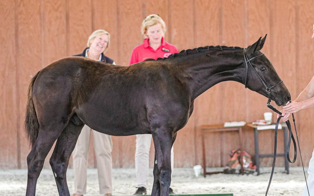 Reign (Royal Prinz-Hohenstein)