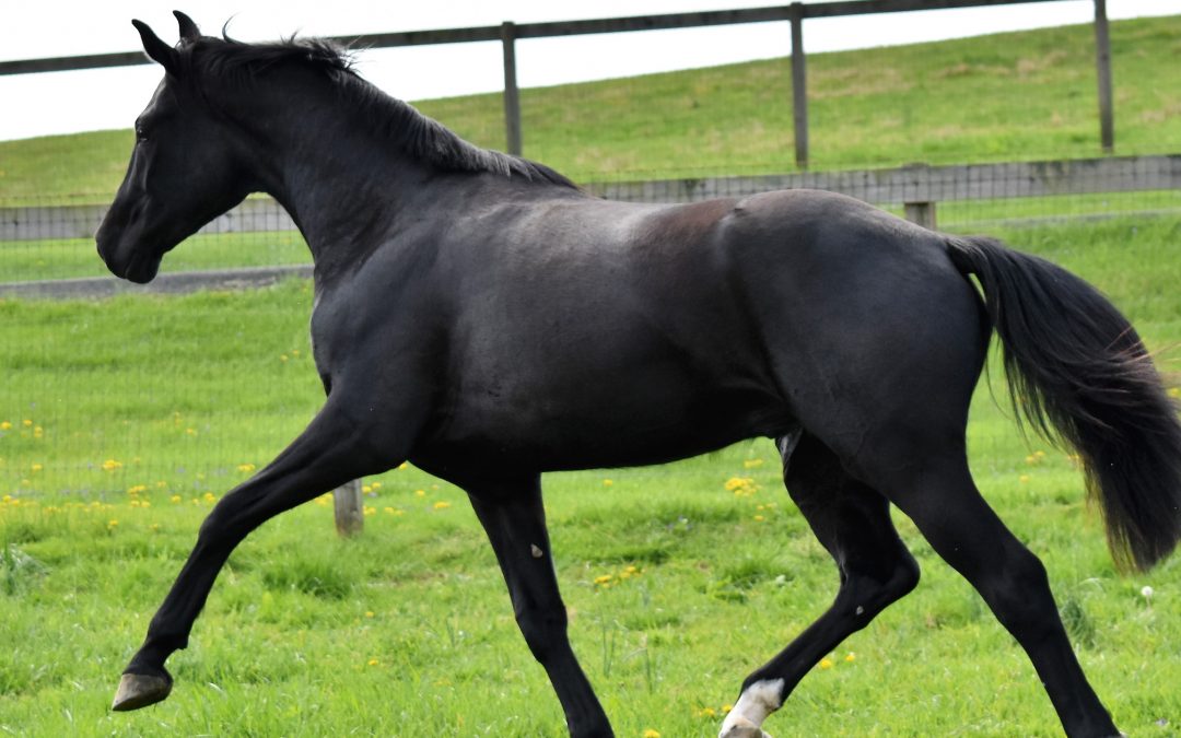 Romulus AF (Rubinero-Don Schufro)