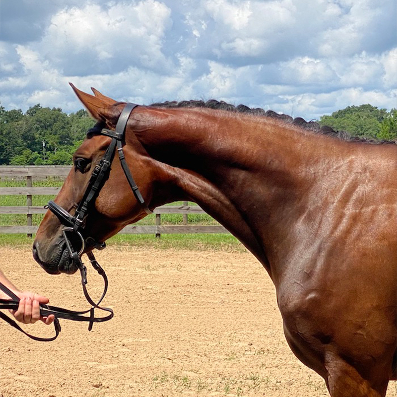 Florentanza ESH in Foal to Sternlicht Hilltop Farm, Inc.