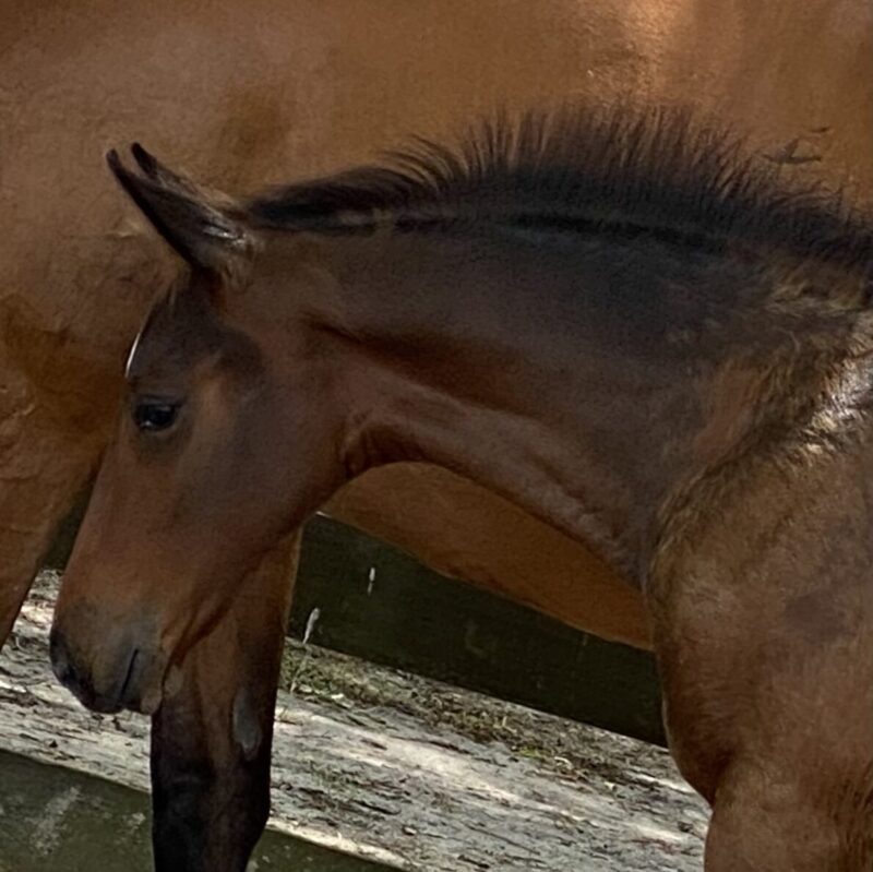 Ramsey ESH Hilltop Farm, Inc.