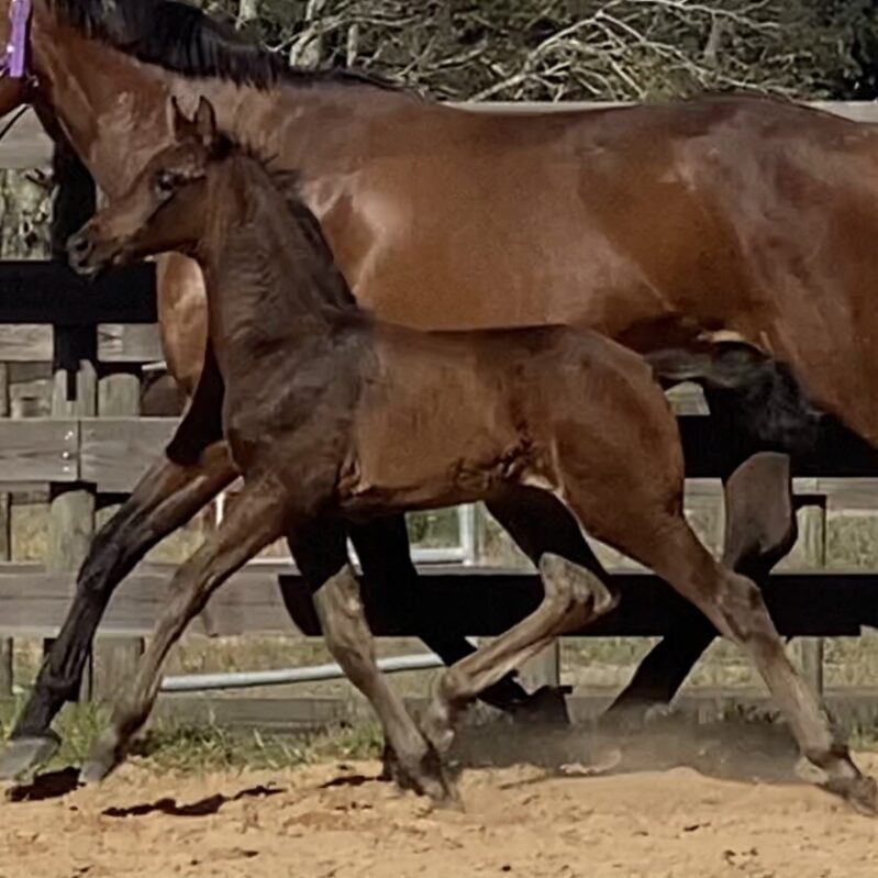 Famos ESH Hilltop Farm, Inc.