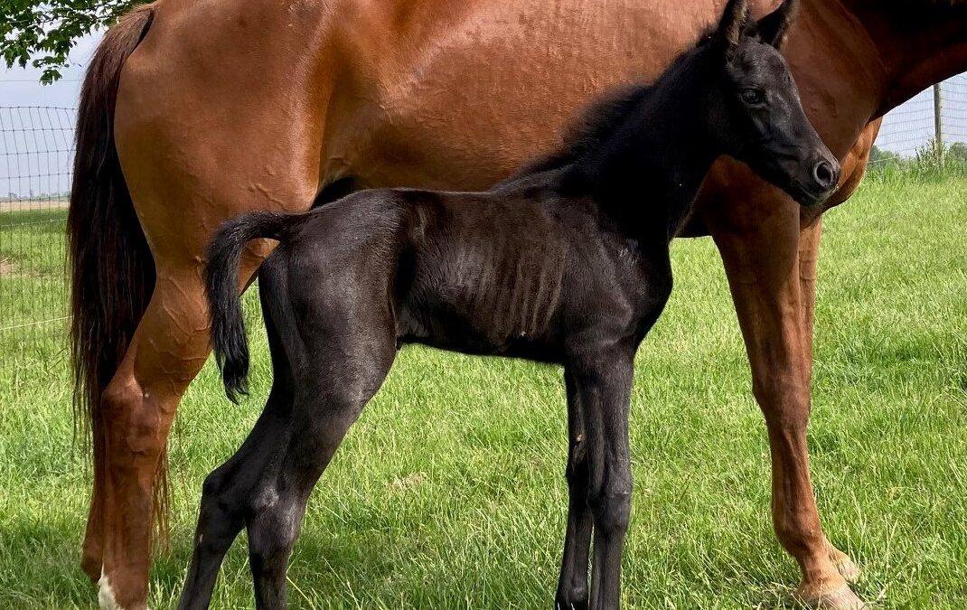 Lexington (Louisville-Caprimond)