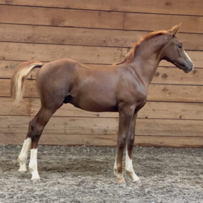 17h home bred 5 yearold gelding for sale, pm me for details