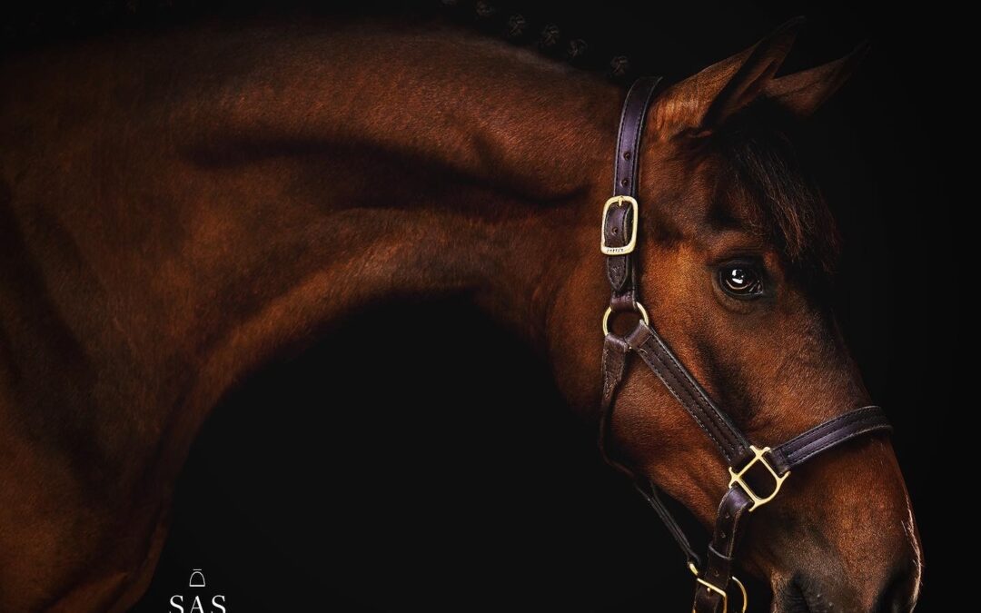 Primadonna (Calucci-Conejo)