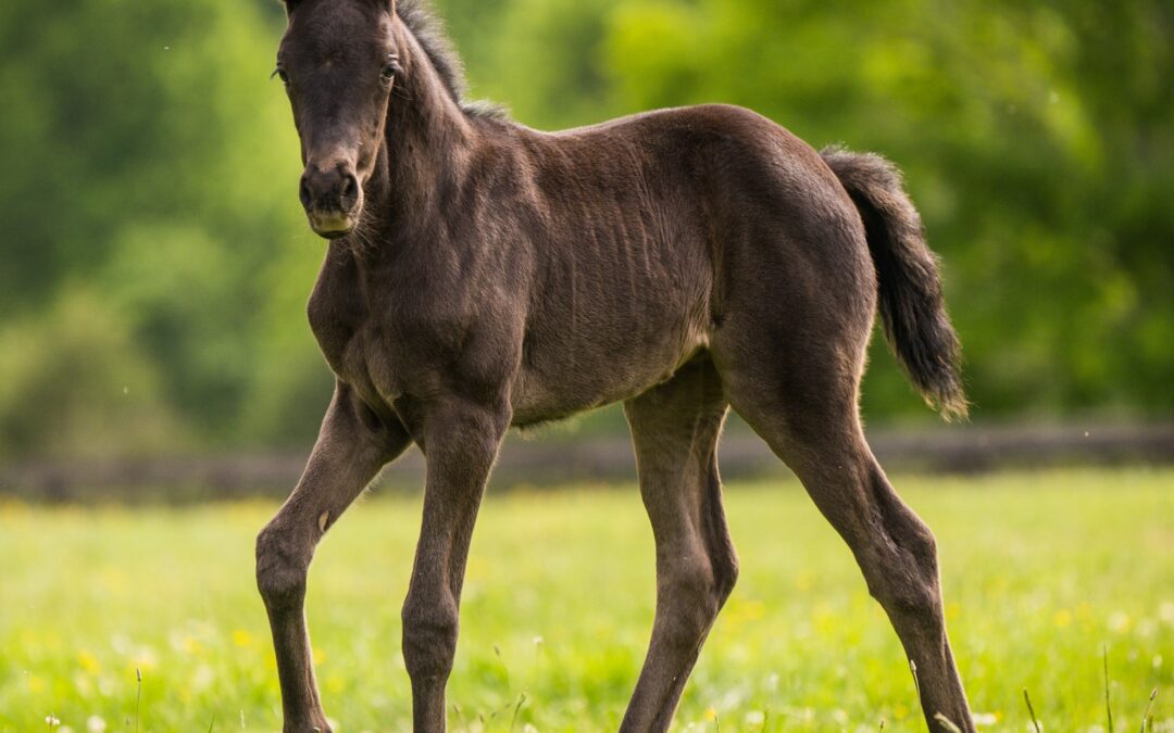 2023 Filly (Fürst Gribaldi-Rubinstein), Photo: Erin Gilmore Photography