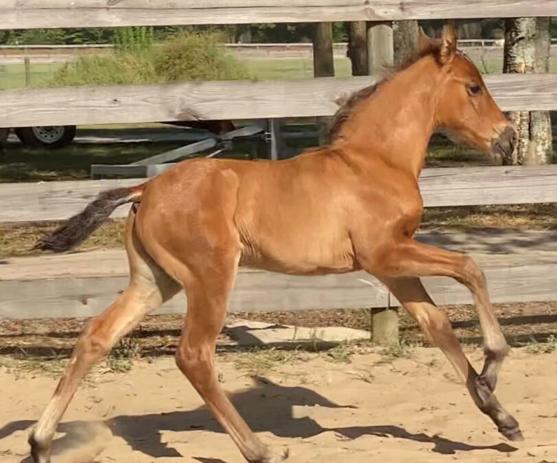 Amano ESH (C Olivo-Centaro XIII)