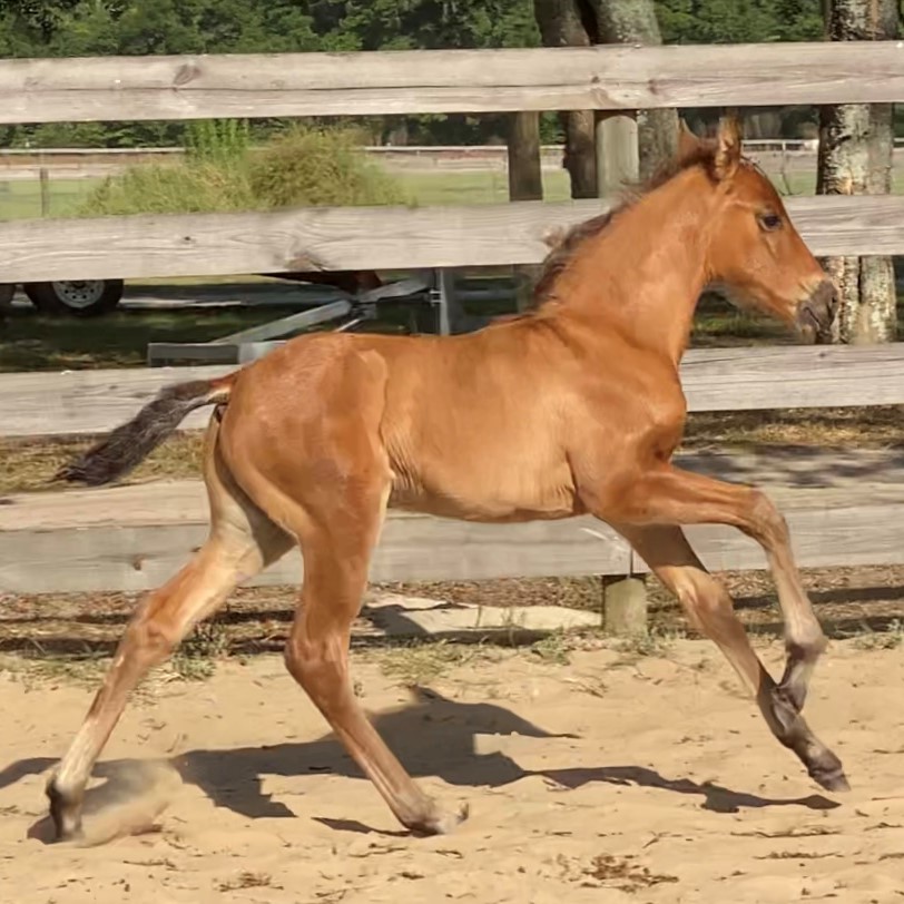 Amano ESH (C Olivo-Centaro XIII) Amano ESH (C Olivo-Centaro XIII)