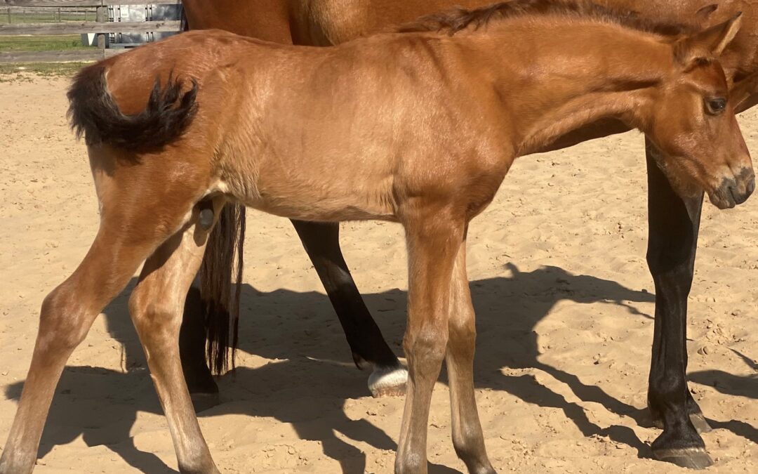 Amano ESH (C Olivo-Centaro XIII)