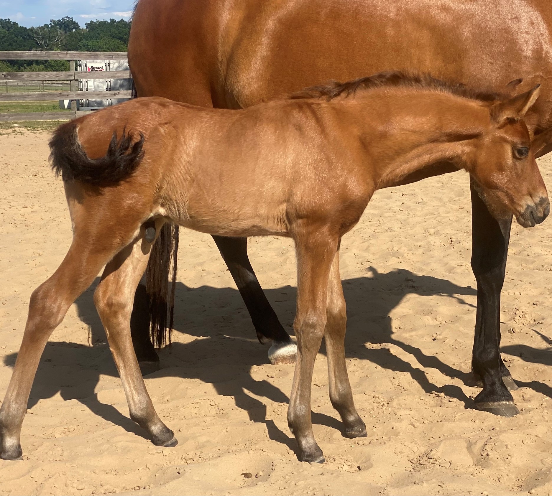 Amano ESH (C Olivo-Centaro XIII) Amano ESH (C Olivo-Centaro XIII)