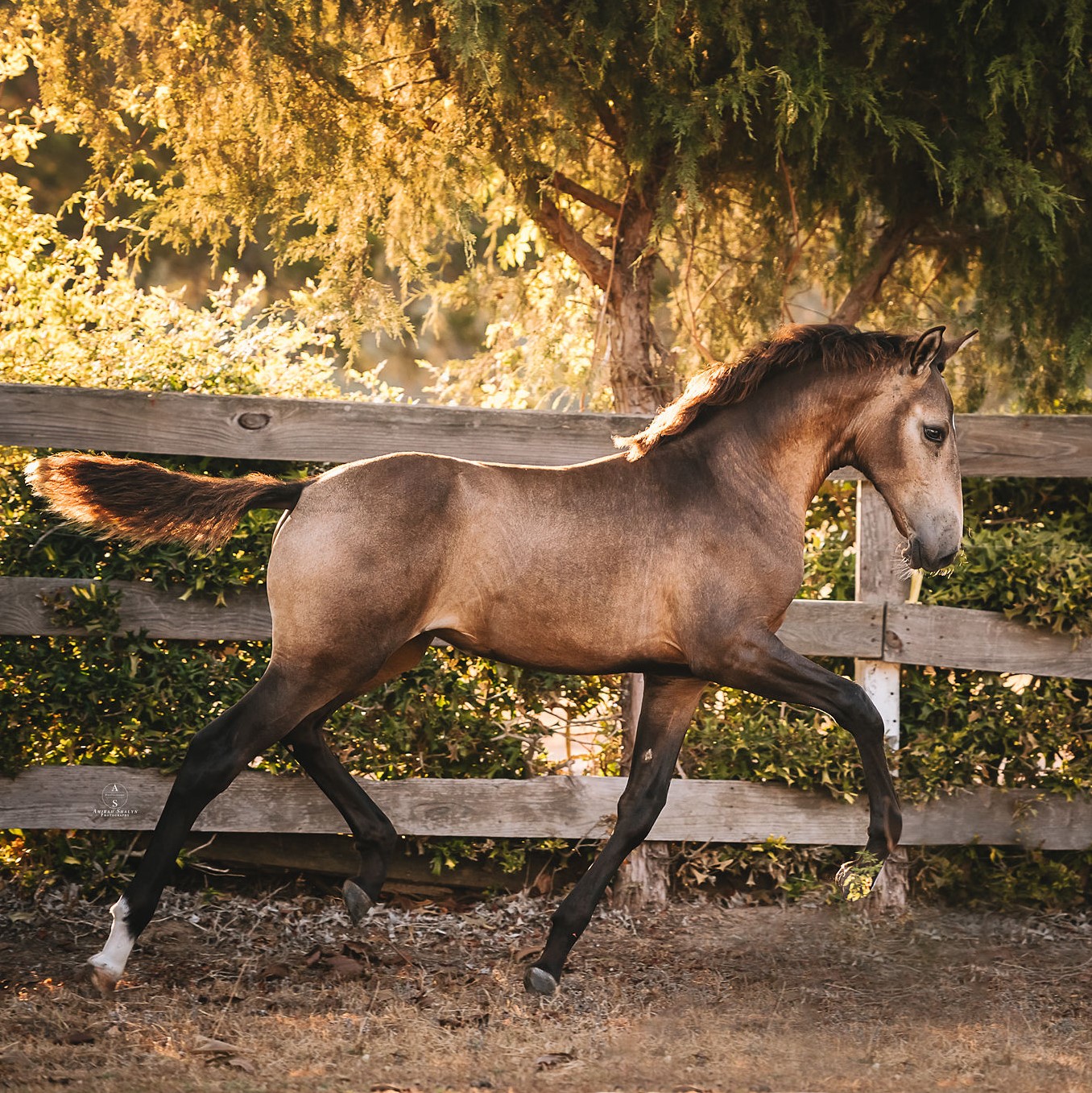 Esmeralda (C Olivo-Altivo), Photo: Amirah Shalyn Photography Esmeralda (C Olivo-Altivo), Photo: Amirah Shalyn Photography