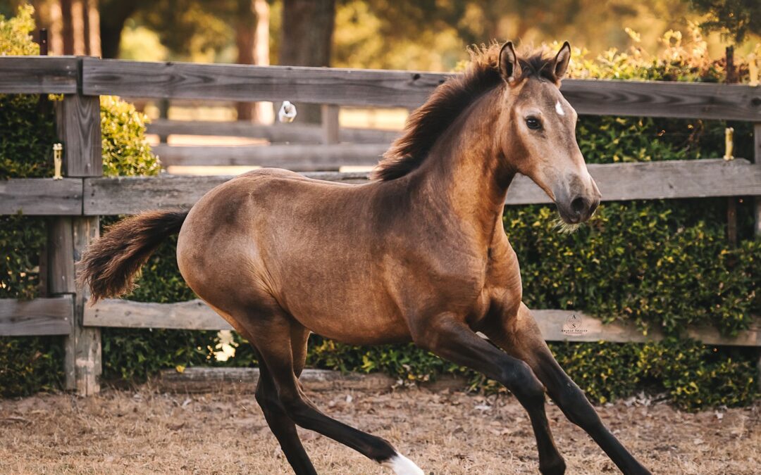 Esmeralda (C Olivo-Altivo), Photo: Amirah Shalyn Photography