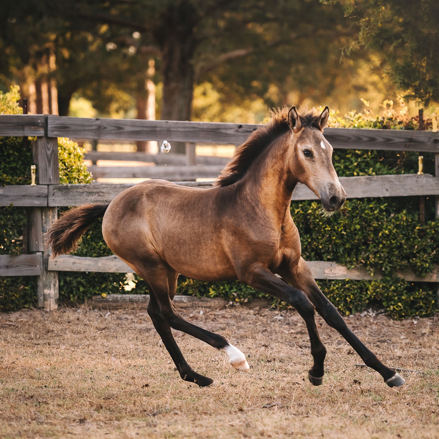 Esmeralda (C Olivo-Altivo), Photo: Amirah Shalyn Photography Esmeralda (C Olivo-Altivo), Photo: Amirah Shalyn Photography