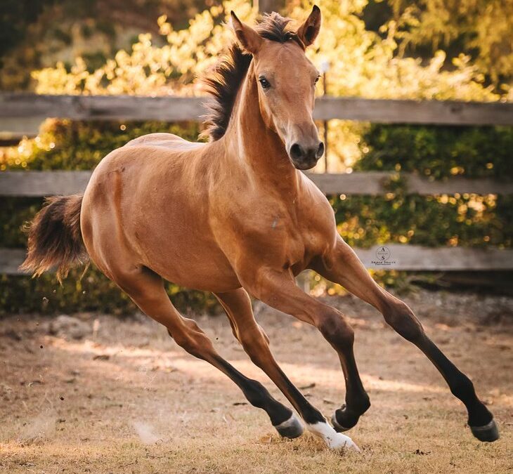 Emerson (Fiti-Escorial)