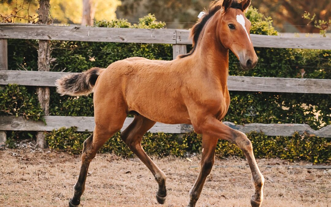 Favorito (Flamenco-Alitivo)