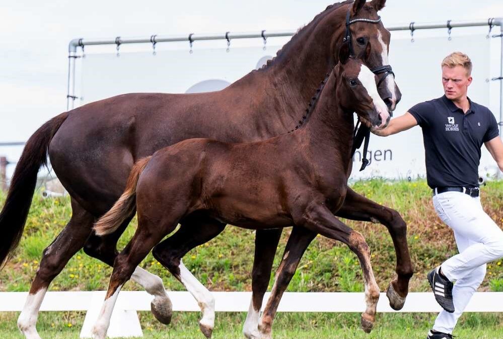 Timeless Star KPD (Lantanas-Jazz)