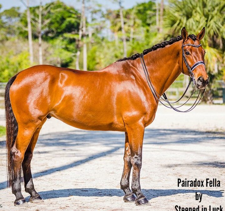 Pairadox Fella (Steeped In Luck x Final Cheer)