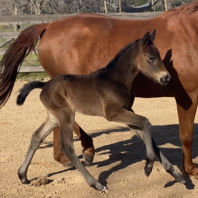 Silhouette ESH Hilltop Farm, Inc.