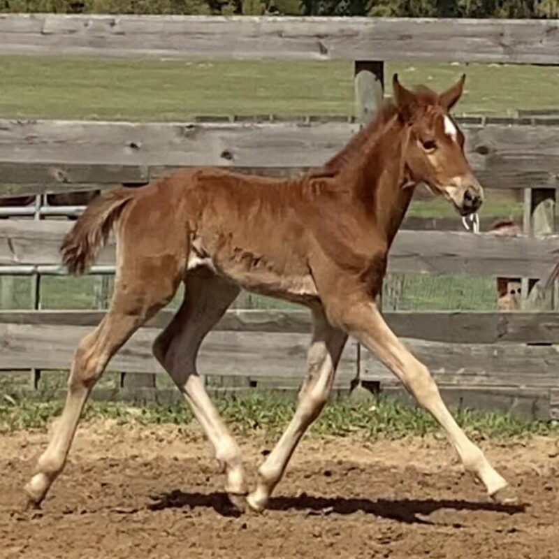 Soiree ESH Hilltop Farm, Inc.