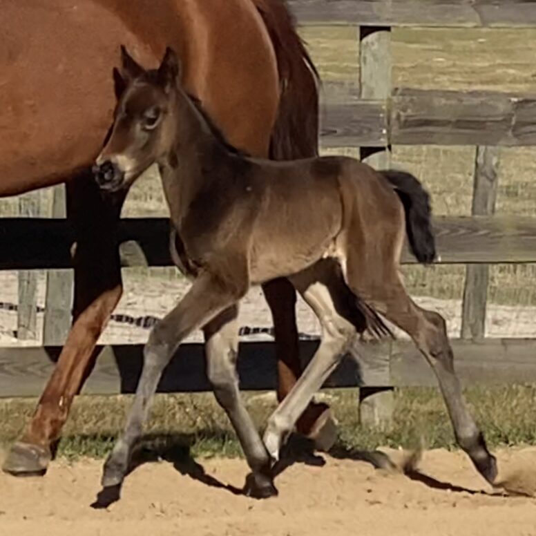 Silhouette ESH Hilltop Farm, Inc.