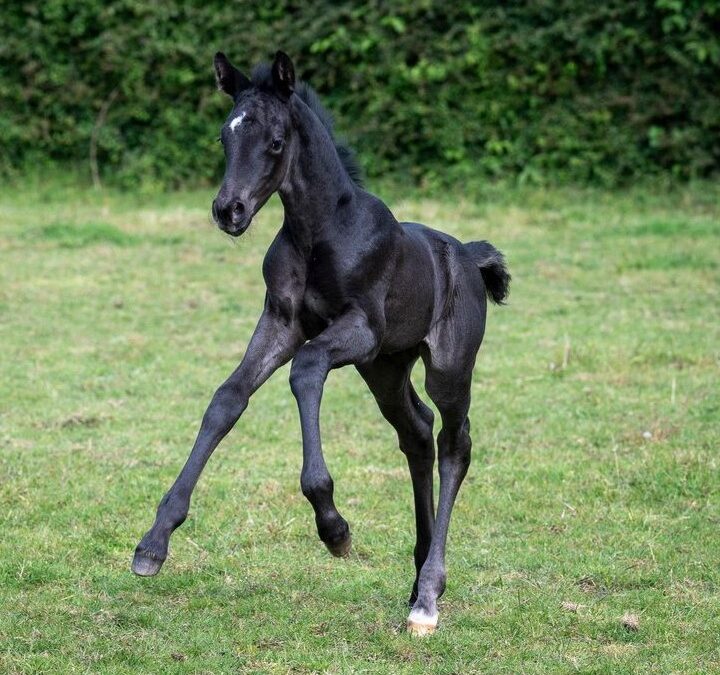 2024 Filly (Glamourdale-Finest)