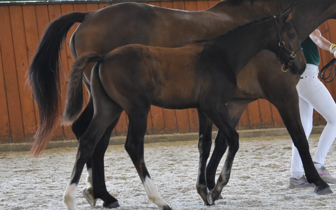 Ice Regent (Iceman de Muze-Cohinoor VDL)