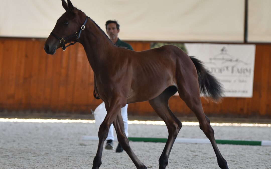 Isochromatic (Iceman de Muze-Tiago xx)