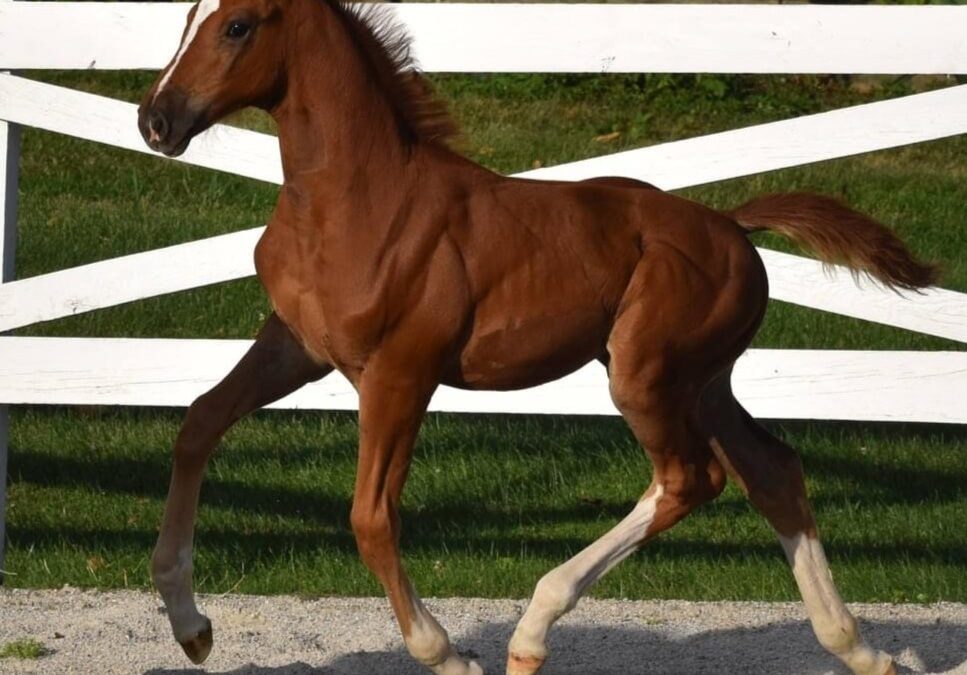 Kaliente EMF (Kjento-Sir Gregory)