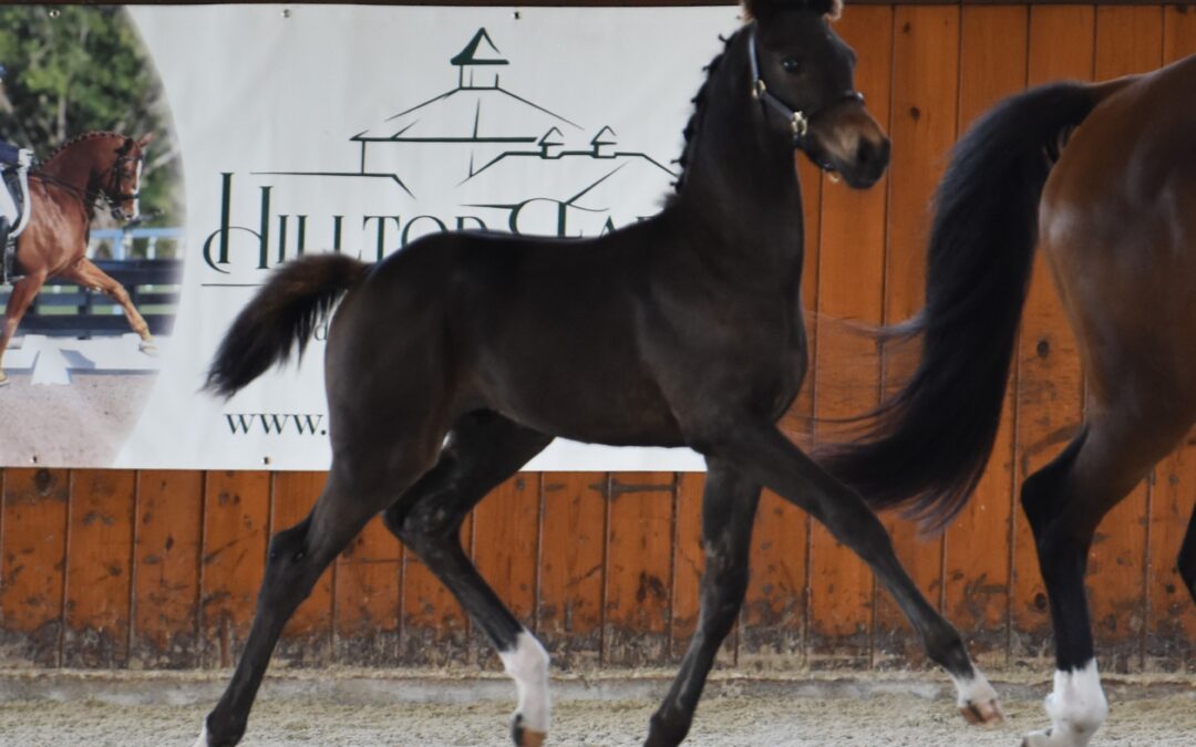 Oban RH (O’Frederic-Everdale)