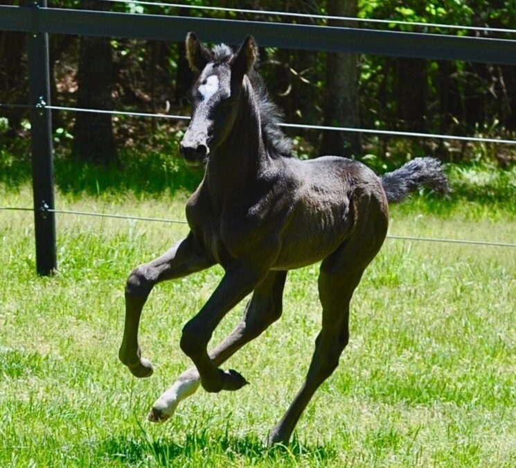 Baron NDSH (Bingotti x Dona Rosa)