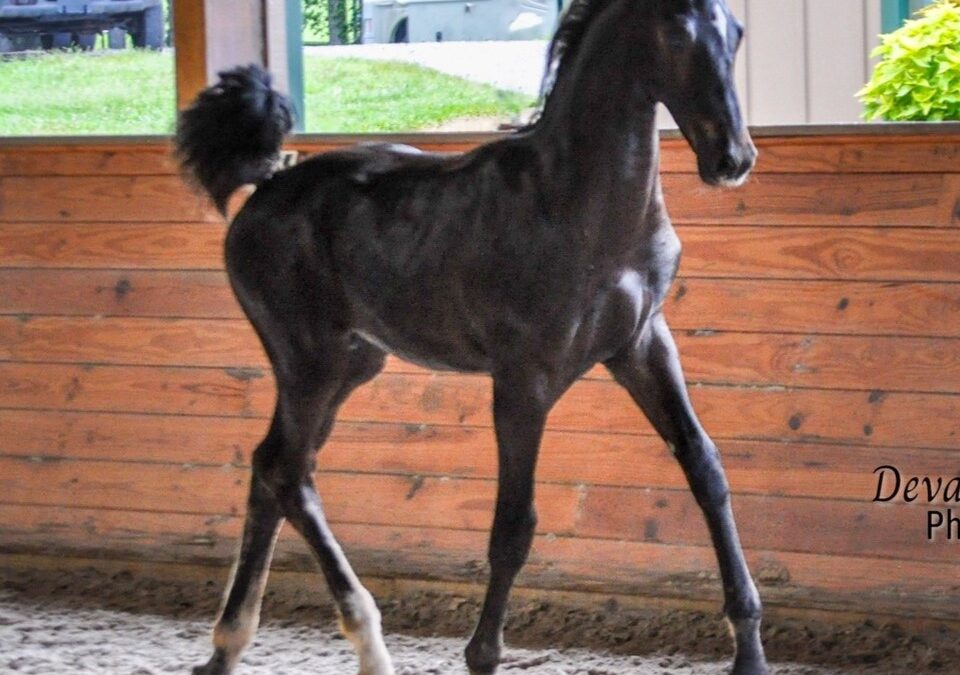 Baron NDSH (Bingotti x Dona Rosa)