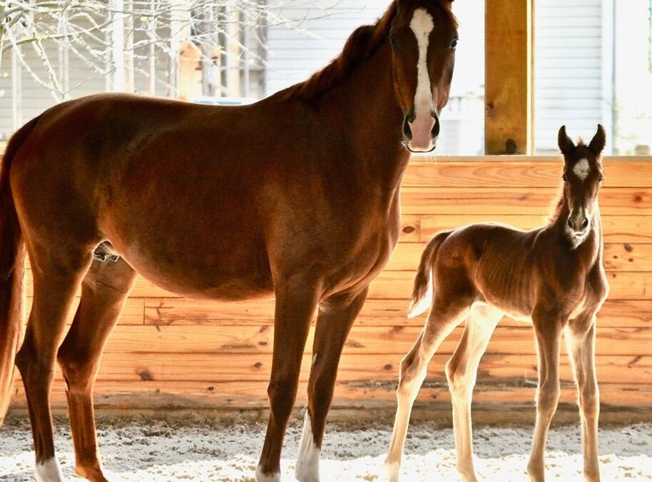 Basanti NDSH (Bingotti x Raziela NDSH)