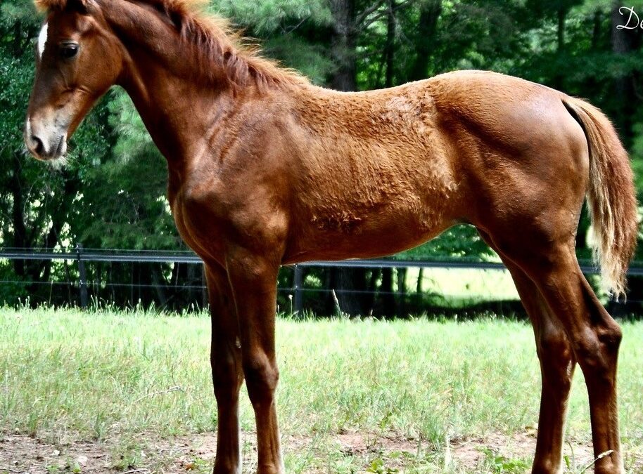 Basanti NDSH (Bingotti x Raziela NDSH)