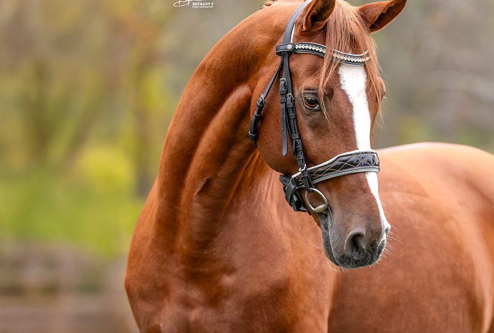 Branley Ash Nautilus