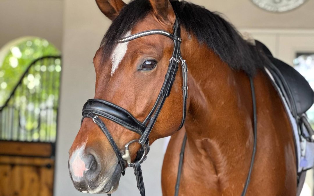 Mighty Rock BH (Indian Rock-Belissimo M)