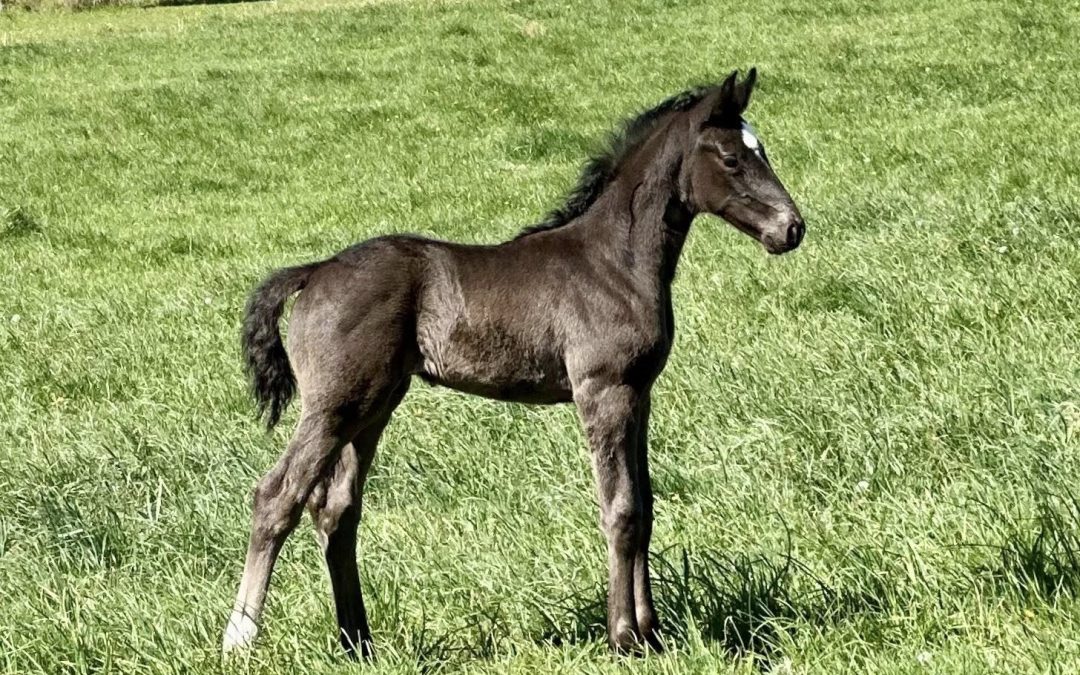 Sheridan M (Salvino-Don Juan de Hus)