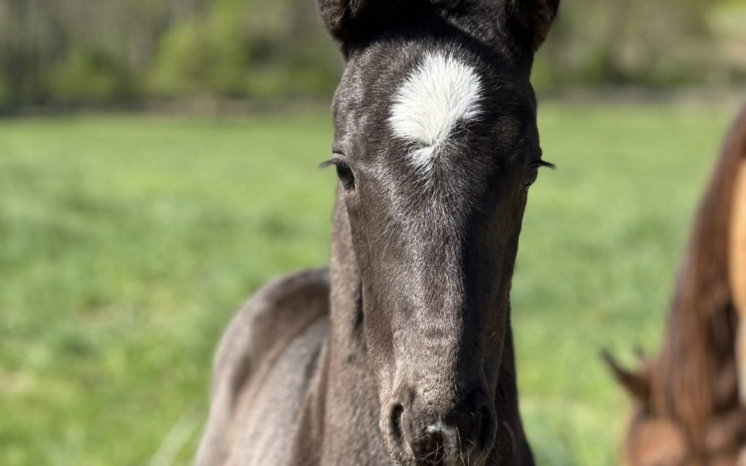Sheridan M (Salvino-Don Juan de Hus)