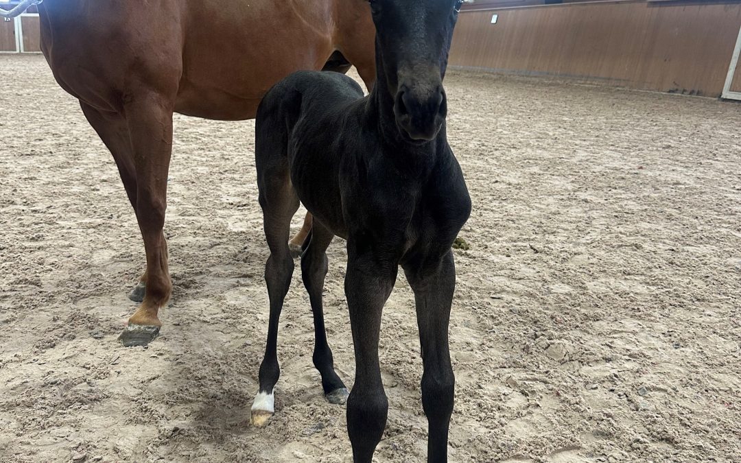 2025 Filly (Salvino-Trafalgar)