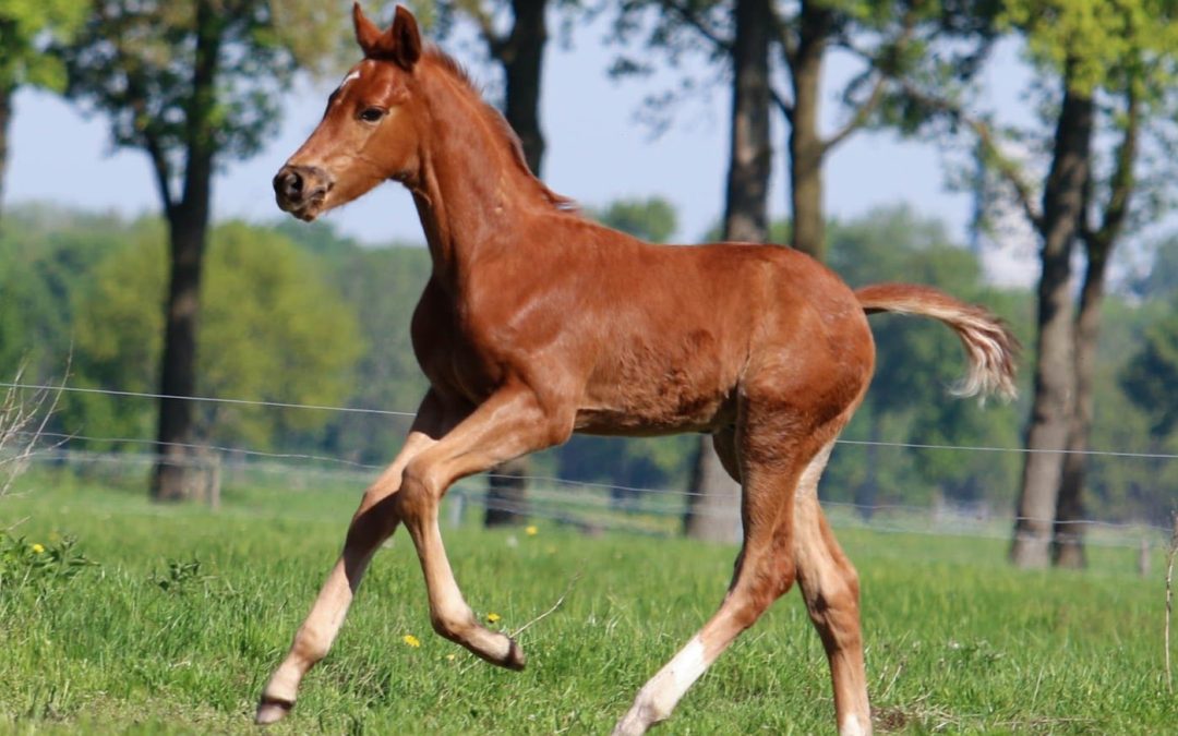 Vindert by Mindert EMJ (Pjethro-Florencio); breeder: Esther Aardema – Drogt