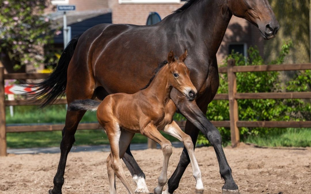 Viva l’Amor (Pjethro-Samba Hit); breeder: Evy Thelosen